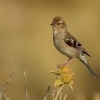 Penkava obecna - Fringilla coelebs - Common Chaffinch 0220ru